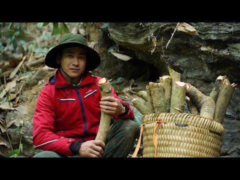 The CEO's journey to find medicinal herbs in the mountains at an altitude of 1000m.