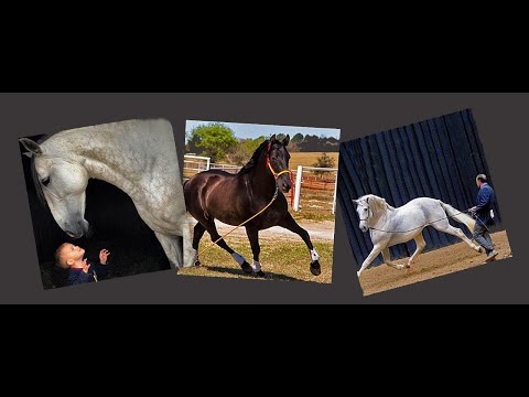 RANCHO DEL LAGO  •  THE ANDALUSIAN