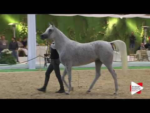 Milan SEWC 2016   Class 3A   Mares