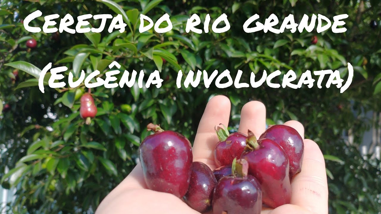 Cereja do rio grande (Eugenia involucrata)