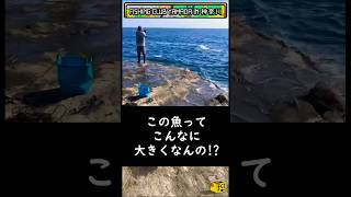 【神奈川県釣り】この魚ってこんな大きくなんの!!! #short