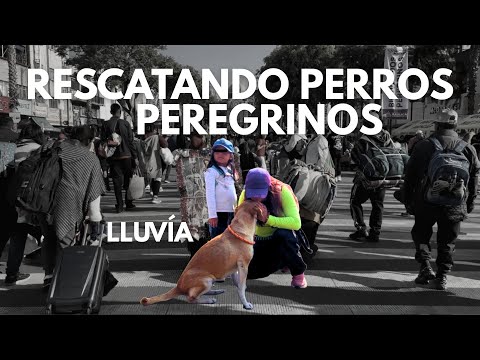 Abandoned puppies after the Virgin Mary festival: this is how they were saved