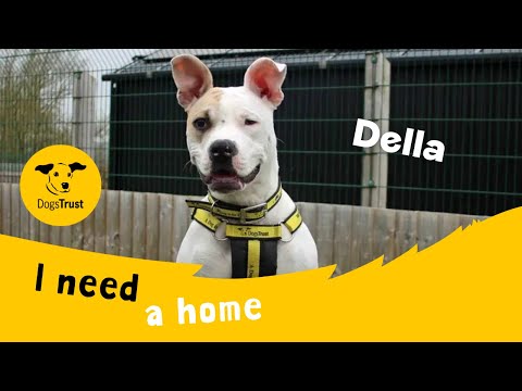 Della for sale in Sadberge, Co Durham