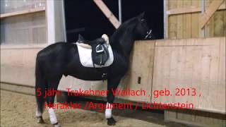 Video koně Frederico