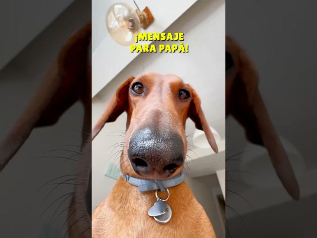 Vídeo relacionado con Camiseta The Dogfather para el día del padre, regalo para papá, perro salchicha para amantes de los perros Camiseta