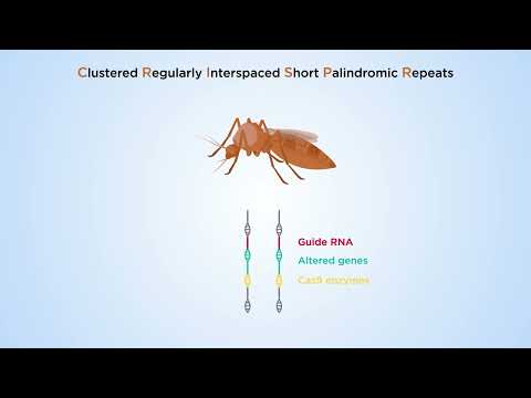 Gene drive technologies for malaria control and elimination