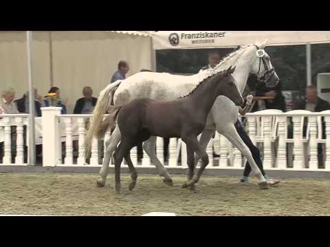 Hf v Floriscount x Condor M