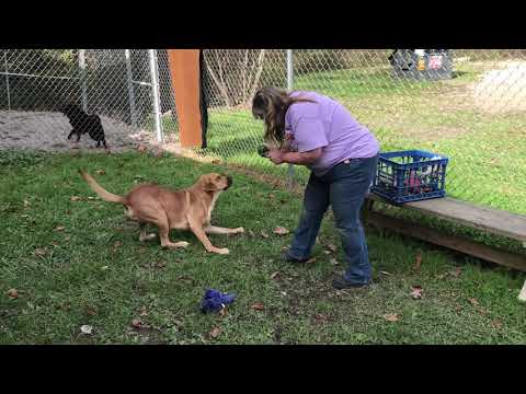 Rusty, an adopted Boxer Mix in Kittanning, PA_image-1