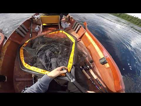 Tornionjoki lohi 2020 (LappeanLohi)