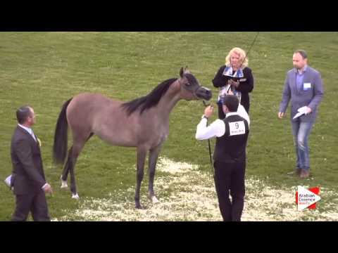 N.9 HANAYA FARFOURA - Ströhen 2015 C-Show - Yearling Fillies (Class 3)