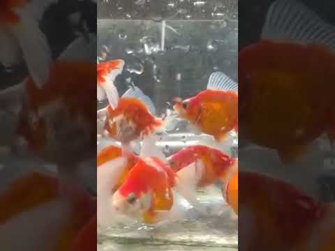 panen koki ryukin ratusan ekor, siap beredar di akuarium anda... #ikanhias #shorts