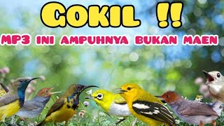 Download lagu Suara Pikat Burung Kecil Ribut Paling Gokil mp3