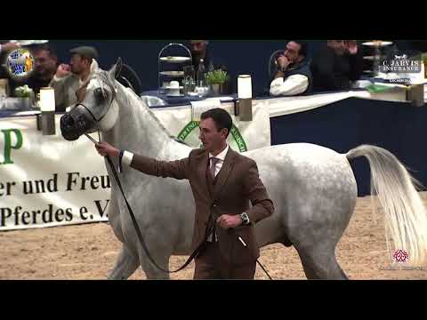 N 128 APOLLO K A    39th All Nations Cup   Aachen   Geldings 3 5 Years Old Class 13A