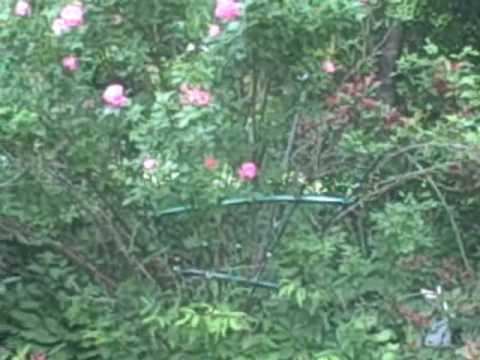 Melita's back yard flower garden