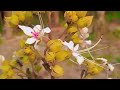 Nature Video Hd Nature Hd Video Status Download Nature Video Hd 4k