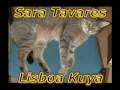 Sara Tavares - lisboa kuya 