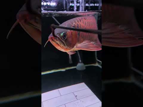 Super Red Arowana Given Worms But Flaring #arwana #arowana #fish #predatorfish #shorts