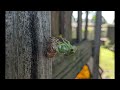 Cicada shedding its skin