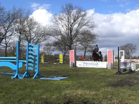 Hengst v.Cassini I " Captain " 4 jährig