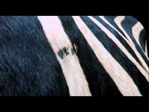 Racing Stripes (2005) Official Trailer