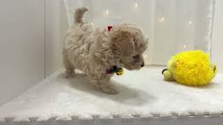 ハーフ犬の動画01