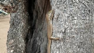 preview picture of video 'Monitor Lizard at Yala National Park'