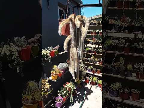 Suculentas. Vivero.Benito Juarez. Buenos Aires.gracias Marina y Ariel Dahl.