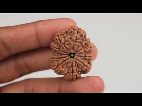 Rudraksha Product Image