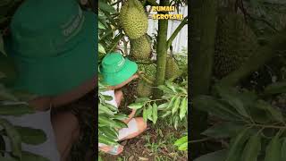 Download lagu The Secret of Abundant Durian Fruit mp3 Download lagu The Secret of Abundant Durian Fruit mp3