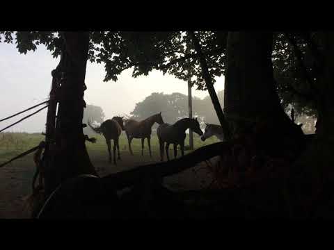 Ali Aljassimya (Monther Al Nasser x Bint Alia Aljassimya