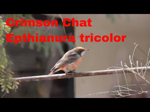 Fantomka trojfarebná (Epthianura tricolor) — spev a hlas v prírode