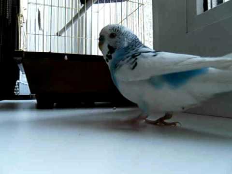 The Popka-durak - a new TV star