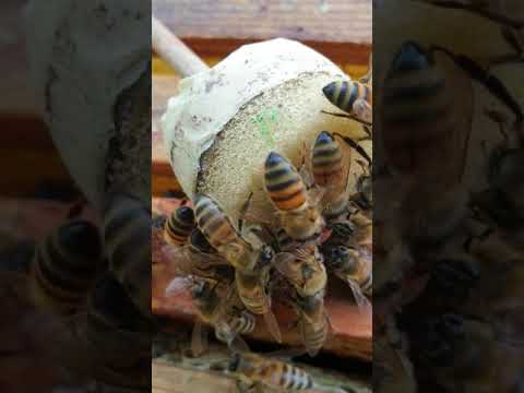 Drottning till sättning.