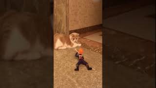 ☆Super Cute Animals☆Cute cats and funy dogs＆cat　videos compilation2021D②#Shorts