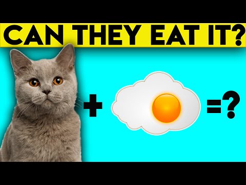 Can Cats Eat Eggs or Raw Eggs? (It's Complicated)