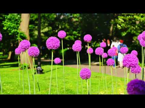 Himno #344 Entonad un himno