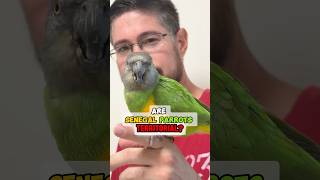 Are Senegal Parrots Territorial?