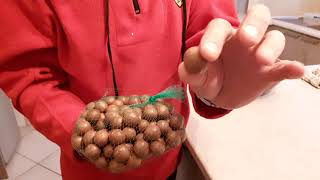 how to crack open a macadamia nut the easy way...