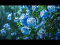 🌧️ Relaxing Rain on Blue Flowers | Gentle Rain Sounds for Sleep, Relax & Focus (4K)