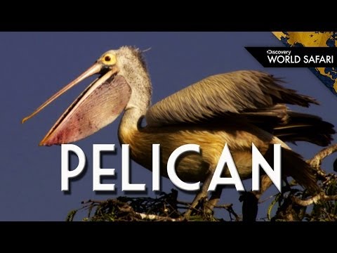 image-What can you feed pelicans?