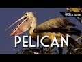 Everything You Wanted To Know About Pelicans