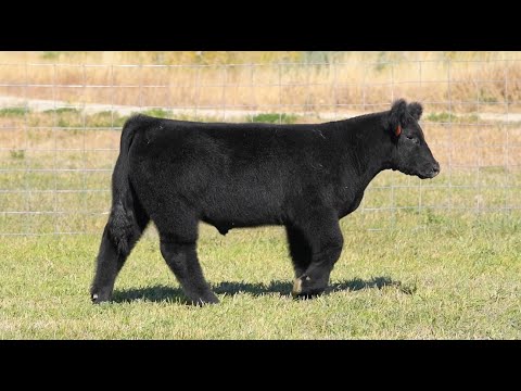 Tag 261 TAG 261 STEER - SteerBidder