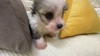 ハーフ犬の動画01