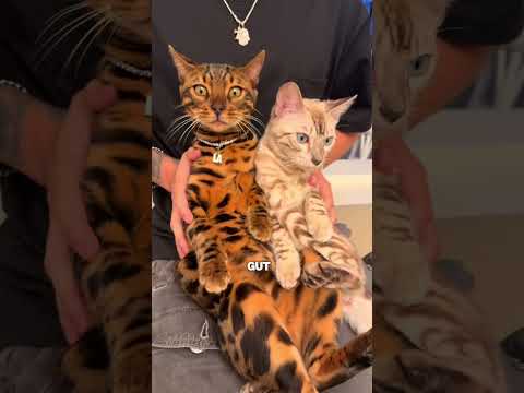 Die 5 teuersten Katzen der Welt 🤯 #shorts