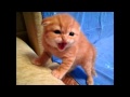 Котенок Тигренок Кот Тигр Просто Умора Котенок Тигренок Кот Тигр Просто Умора