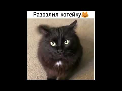 ОЧЕНЬ СМЕШНОЕ ВИДЕО С КОТЯРАМИ И МУРЧИКАМИ!!!! ВИДЕО НА ВСЕ 100%%%