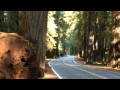 The Legend Of The Cedar Tree