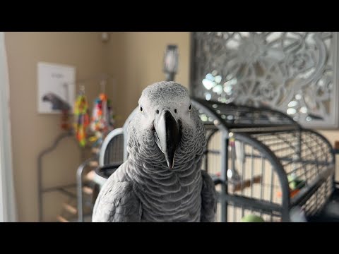 Gizmo the Grey Bird is going live!