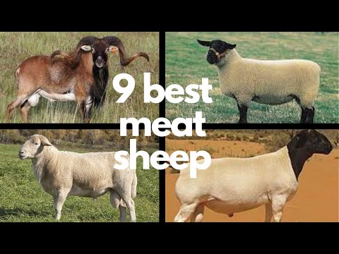 , title : 'The 9 Best Sheep Breeds for Meat'