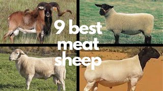 The 9 Best Sheep Breeds for Meat